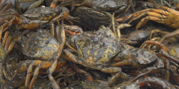 Green Crab Week: Milbridge man turns pests into plant fertilizer