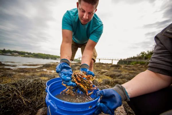 Maine gardeners find fertilizer help from things they get from the ocean